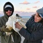 Carolyn Clough and Justin Dala tried to save a common loon that was shot with pellets on Cape Cod.  
